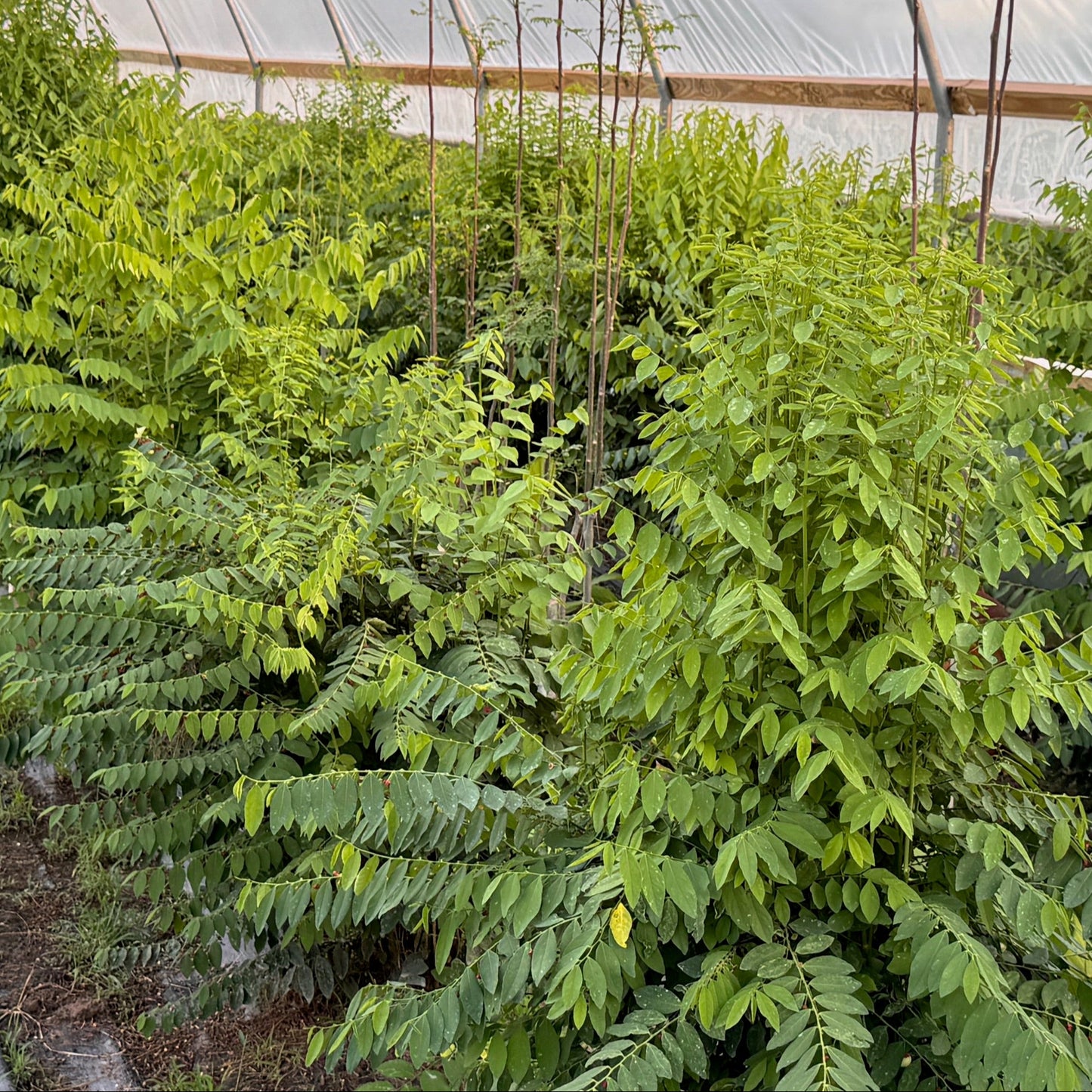 Sweet Leaves
