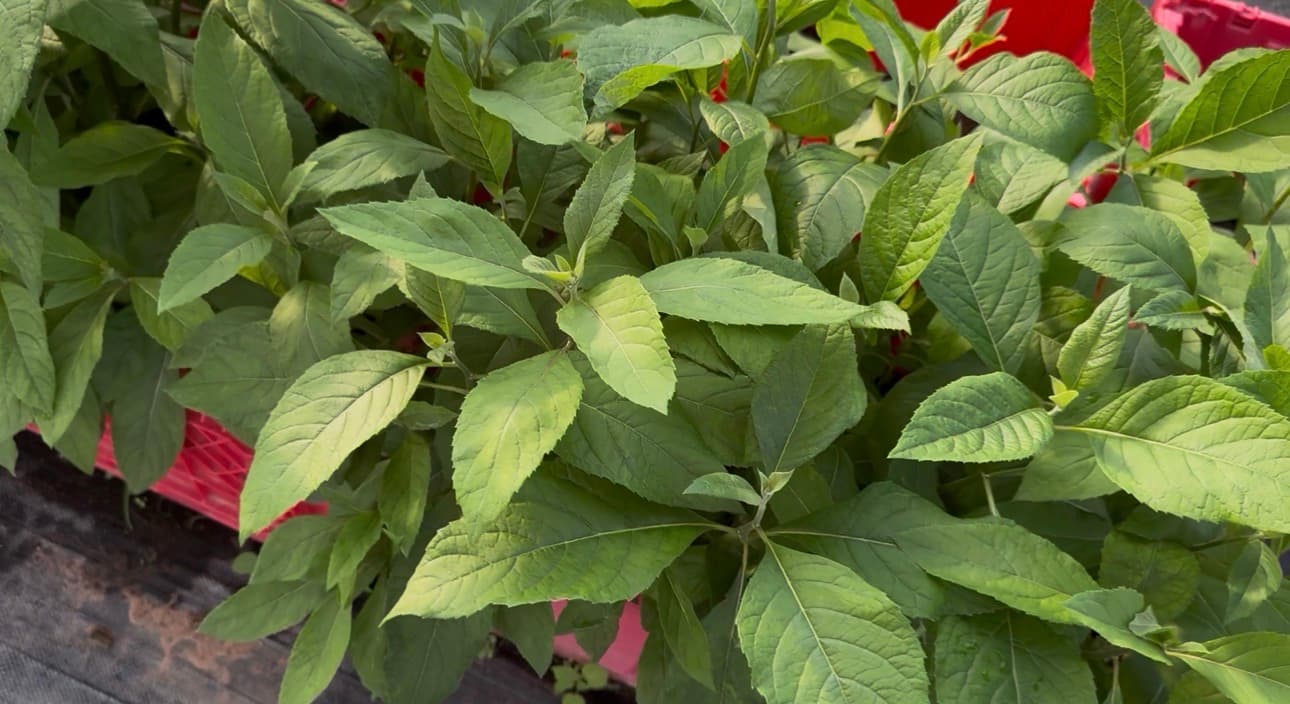Bitter Leaf (Vernonia Amygdalina) 