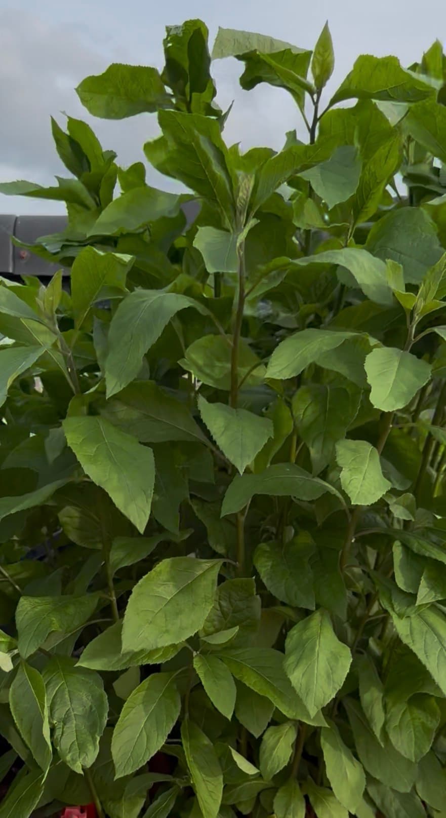 Bitter Leaf (Vernonia Amygdalina) 