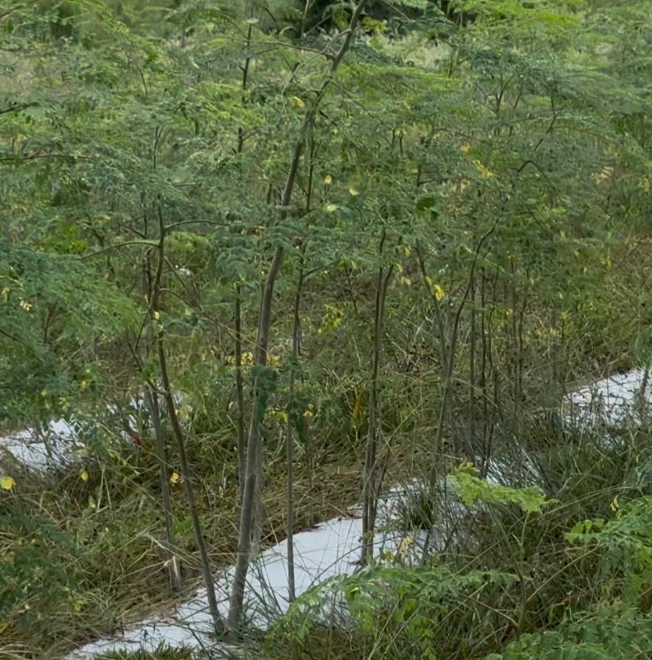Moringa Leaves (Moringa Oleifera)