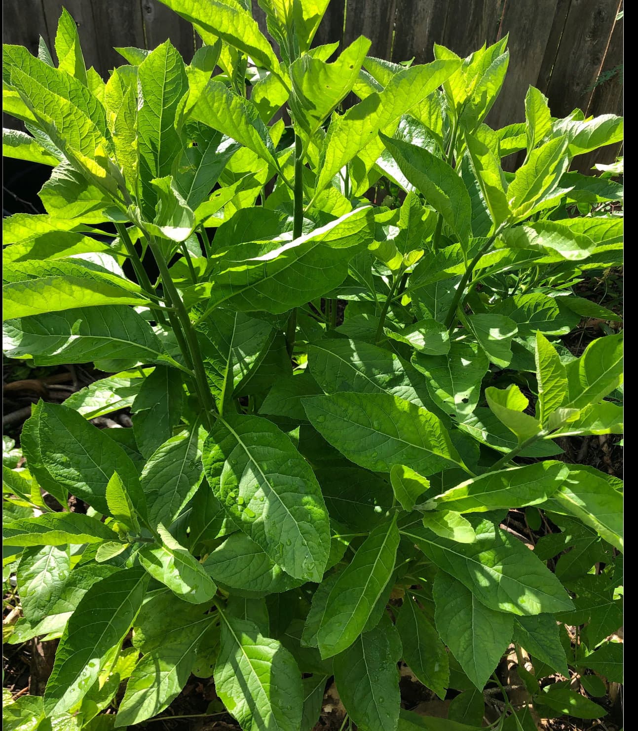 Bitter Leaf (Vernonia Amygdalina) 