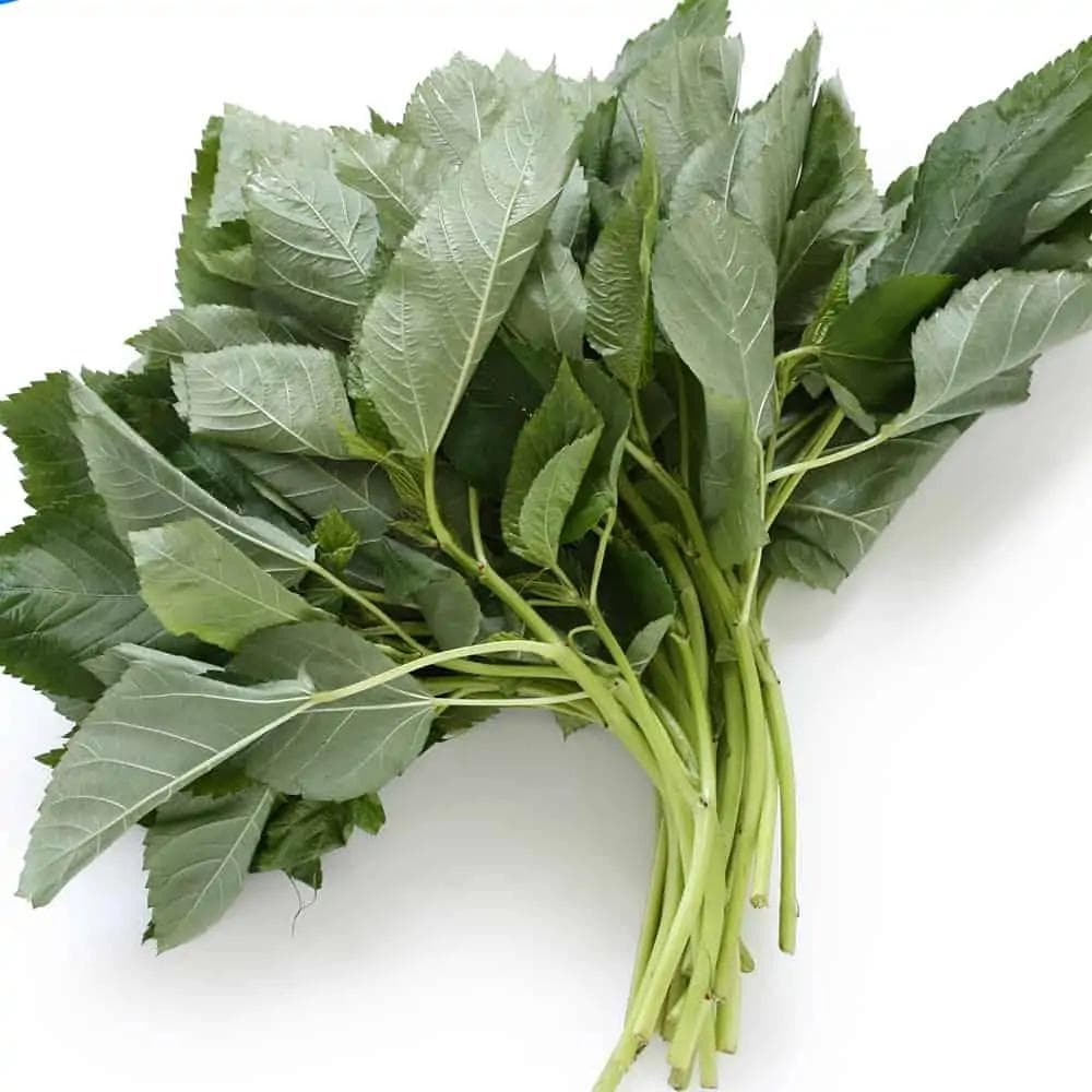 Scent Leaf (African Basil / Nchanwu / Efirin)