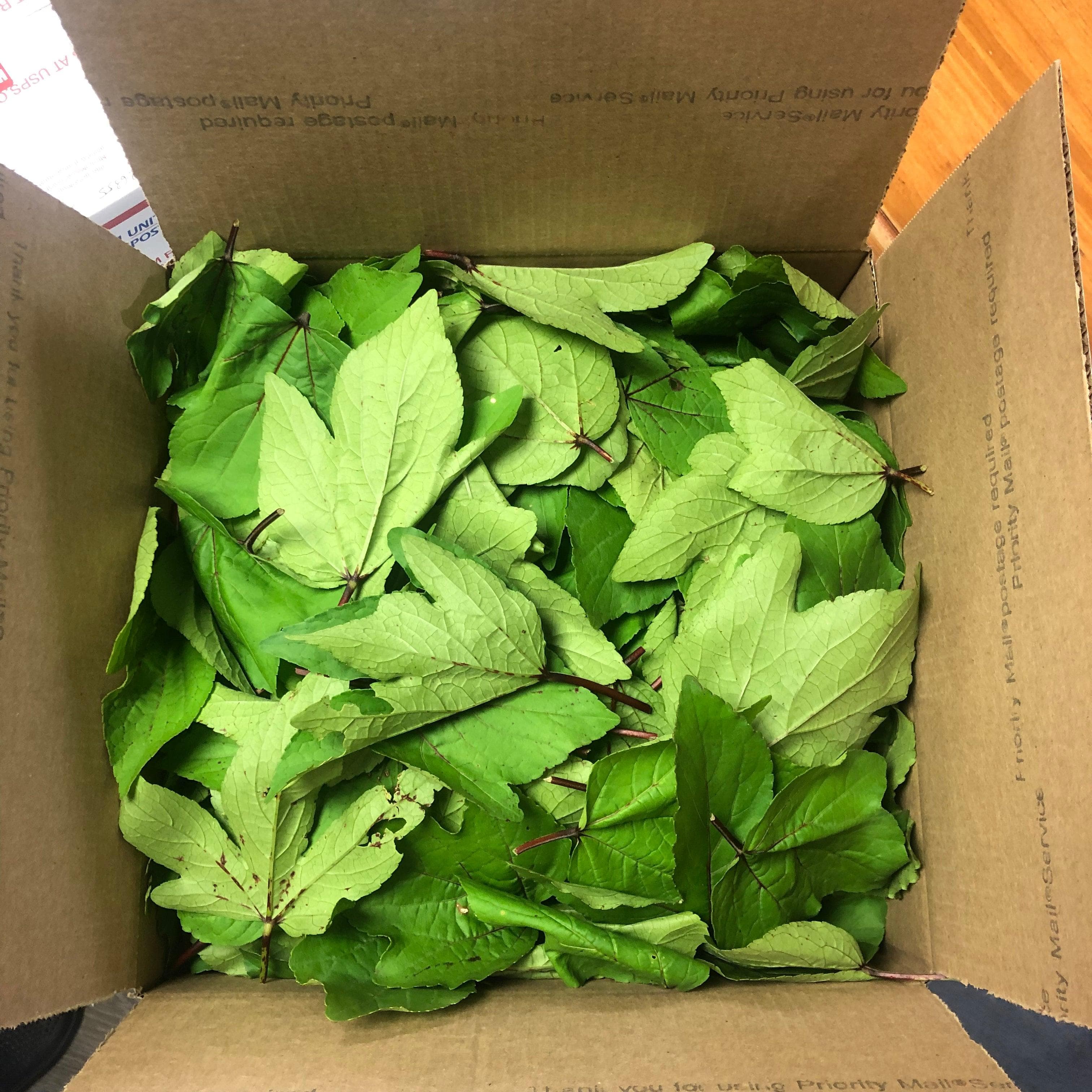 Roselle Leaves (Chin Baung / Sour Leaf) – Texas Grown