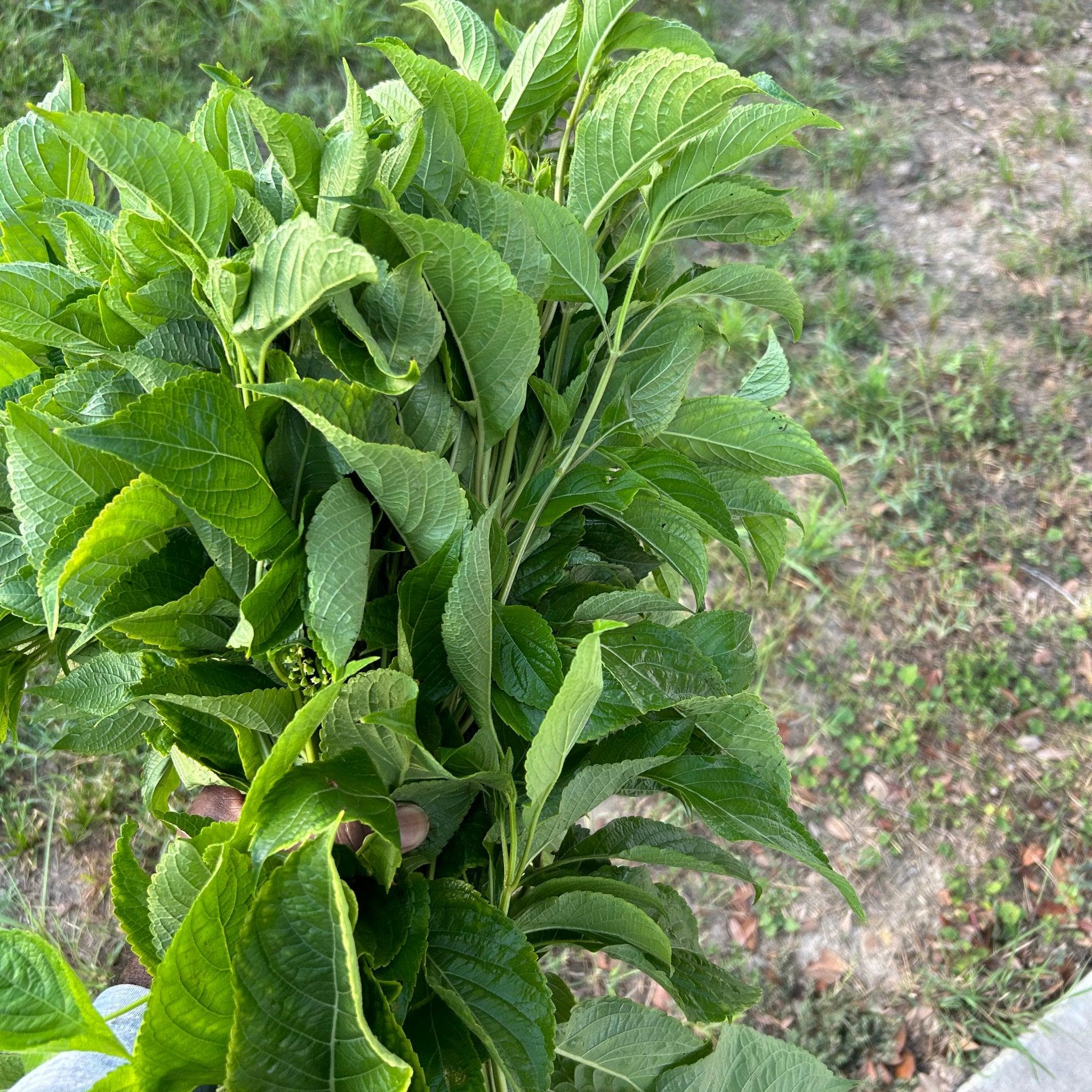 Scent Leaf (African Basil / Nchanwu / Efirin)