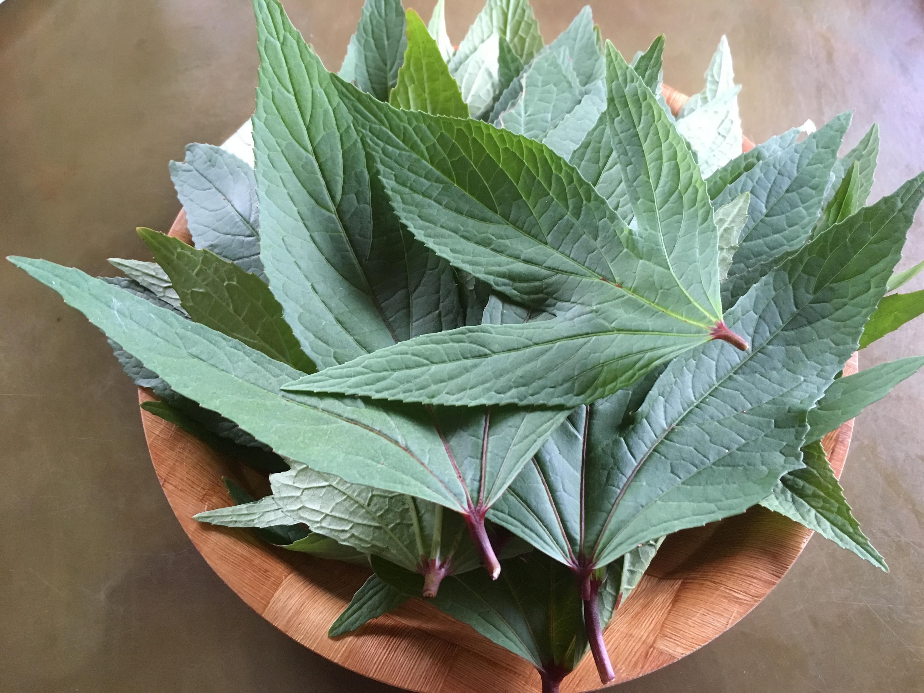 Roselle Leaves (Chin Baung / Sour Leaf) – Texas Grown