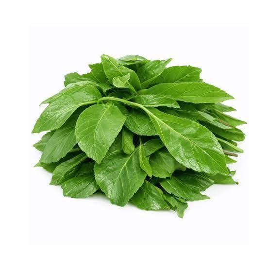 Scent Leaf (African Basil / Nchanwu / Efirin)