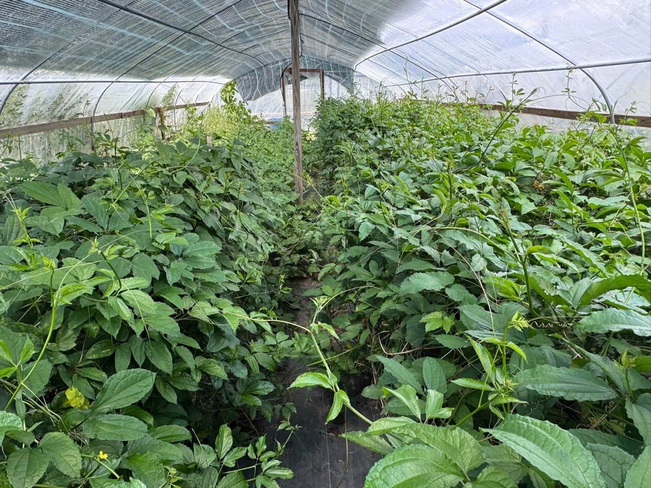 West African greens