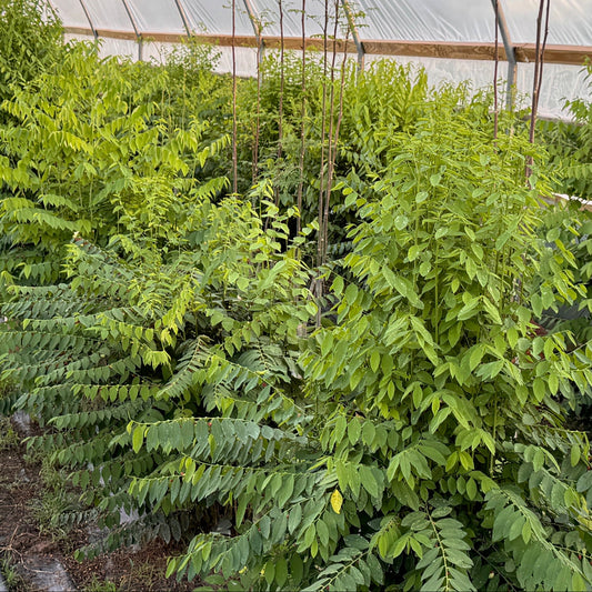 Sweet Leaves
