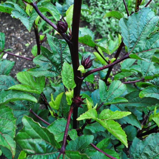 Roselle/Hibiscus Leaves